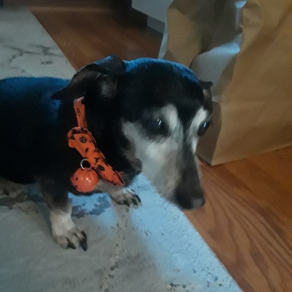 Halloween dog collar - Picture 2 of 6